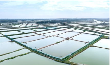Punjab Government to Establish Shrimp Farming Estates on 5,600 Acres Under CM.