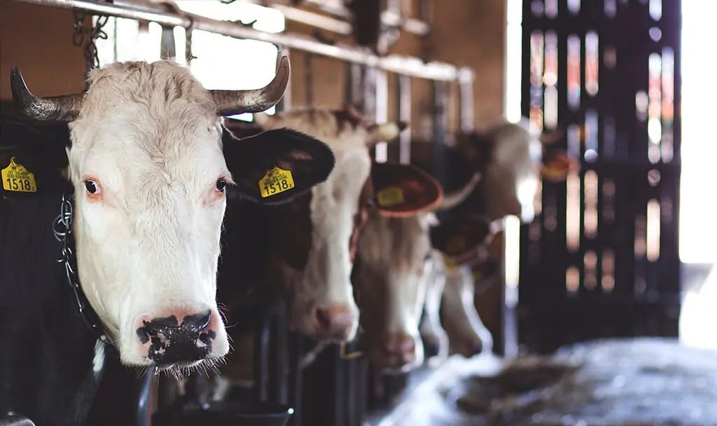 Ghani Dairies to Raise Rs 2.5 Billion Through Initial Public Offering (IPO)