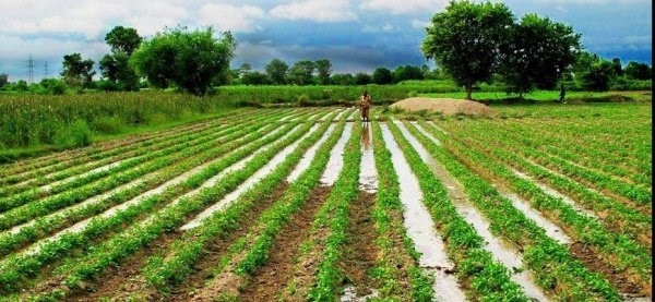 Punjab launches free land scheme for farmers to promote agricultural ownership and rural stability